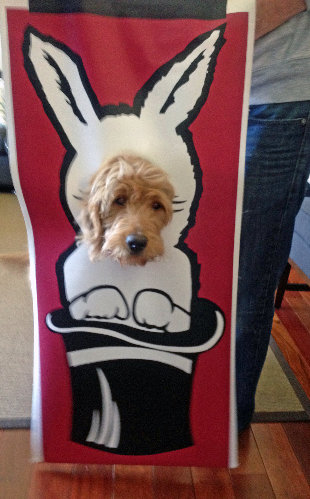 Chill mutt posing for bunny banner.