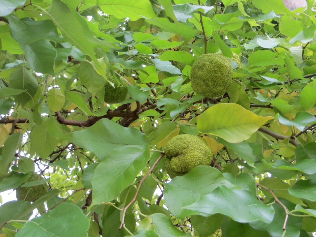 Osage orange fruits on tree.