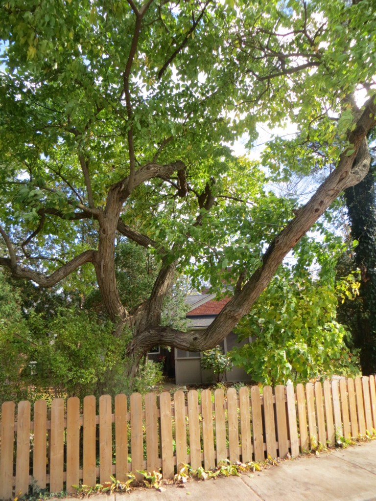 Large mature Osage Orange tree.