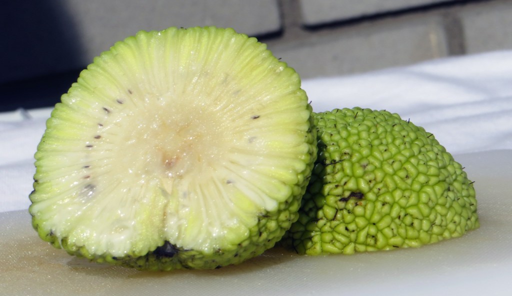 Osage orange cross section showing interior with tiny seeds.